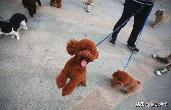 网红不栓绳遛狗,宠物自由还是公共安全？