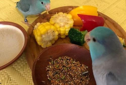 舞蹈吃蜜瓜音乐,跟随旋律翩翩起舞