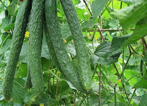 每日吃瓜6,揭秘娱乐圈幕后故事