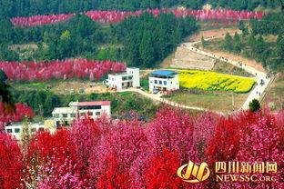 阳春中江镇头条,聚焦中江镇发展新动态，共绘乡村振兴美好蓝图