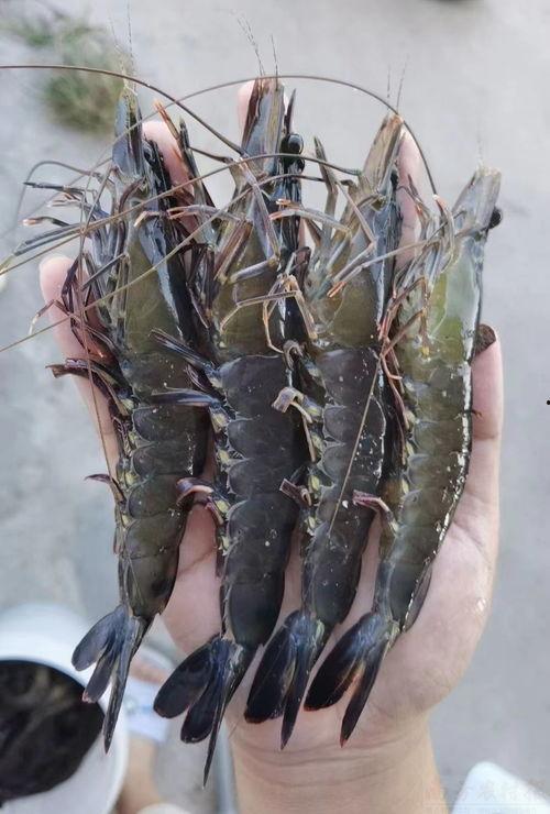 吃生虾生病的网红图片,海鲜美味需谨慎享用